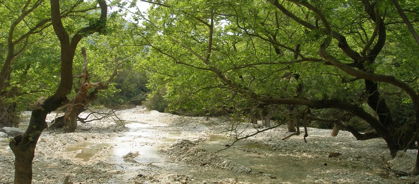 Αυτή είναι η βαριά ασθένεια που απειλεί με αφανισμό τα πλατάνια